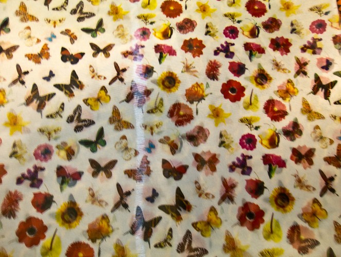 Carnation Butterfly Lenticular Sheet