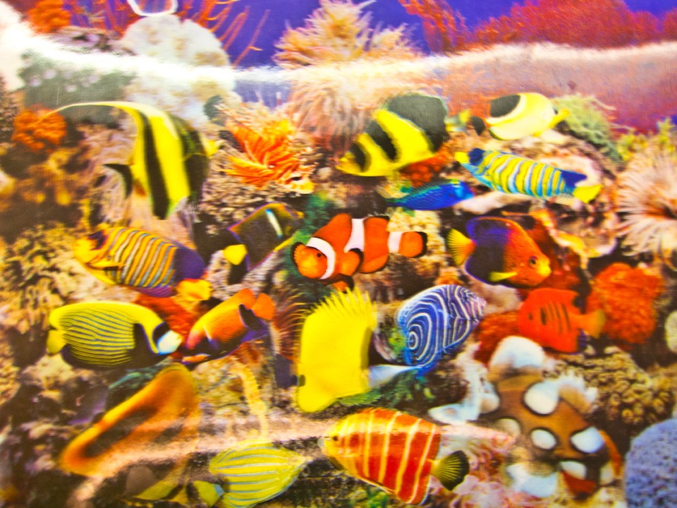 3-D Aquarium Lenticular Sheet
