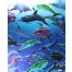 Large 3D Dolphin Lenticular Sheet